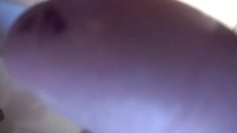 Image of Full archive of amdavis388 nude recordings. Monitor and record amdavis388 for free from Chaturbate.