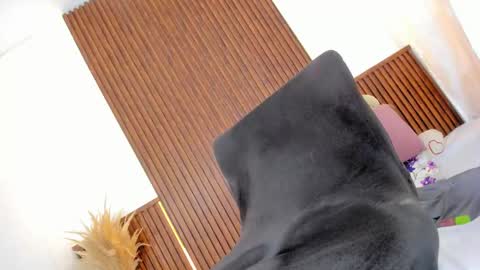 Image of Full archive of bunnyhots nude recordings. Monitor and record bunnyhots for free from Chaturbate.