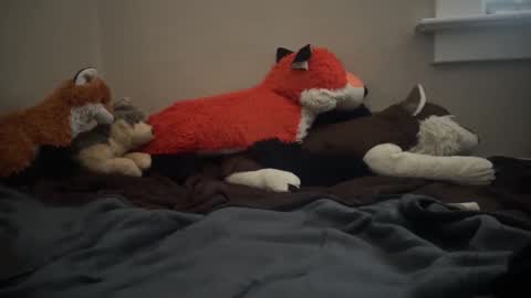Image of Full archive of fangofox nude recordings. Monitor and record fangofox for free from Chaturbate.