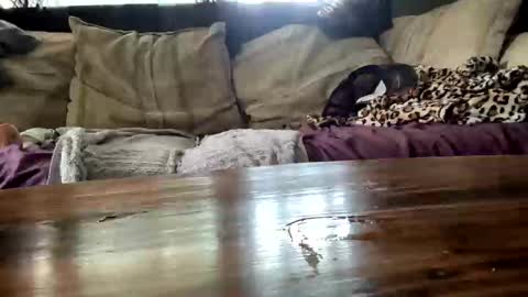 Image of Full archive of kaekaebunny nude recordings. Monitor and record kaekaebunny for free from Chaturbate.