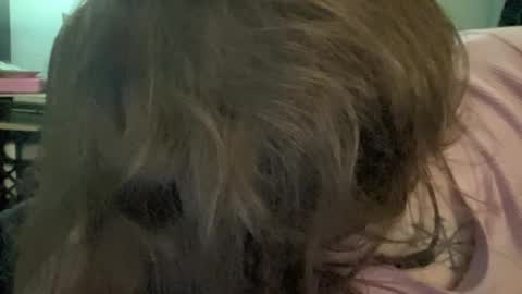 Image of Full archive of miss_maxxx nude recordings. Monitor and record miss_maxxx for free from Chaturbate.