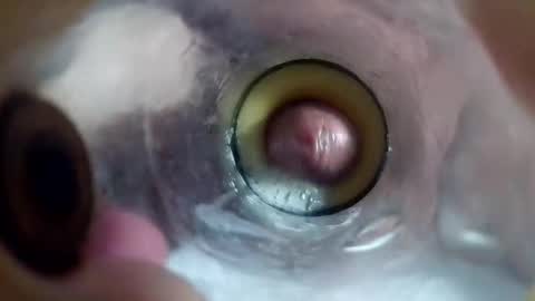 Image of Full archive of sweetkreme69 nude recordings. Monitor and record sweetkreme69 for free from Chaturbate.